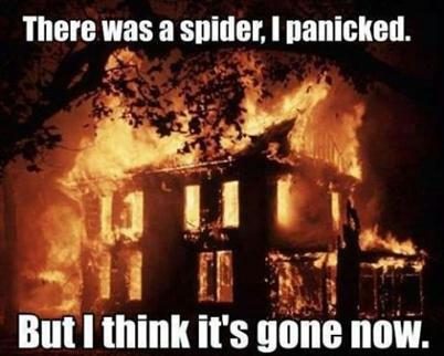 spiders