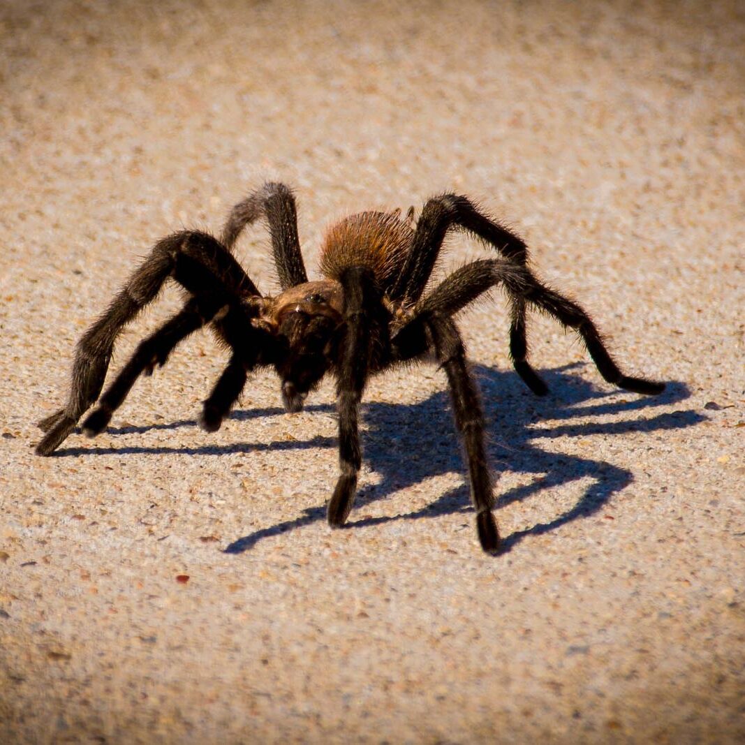 Services Recon Pest Control